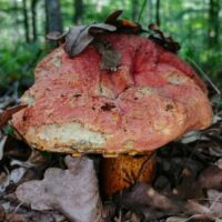 Боровик пурпурный (Boletus purpureus)