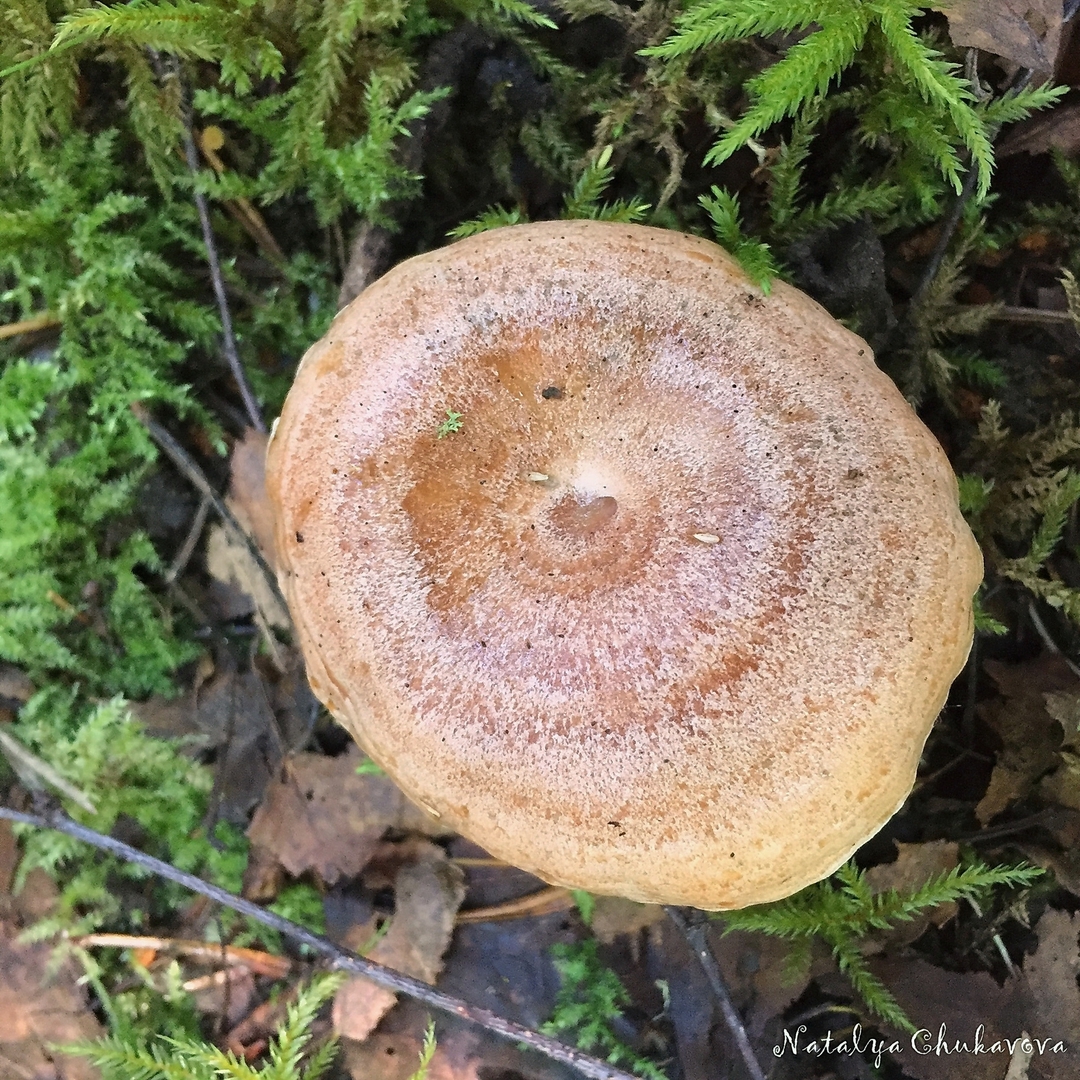 Рыжик темный или неяркий (Lactarius quieticolor)