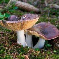 Сыроежка цельная (Russula integra)