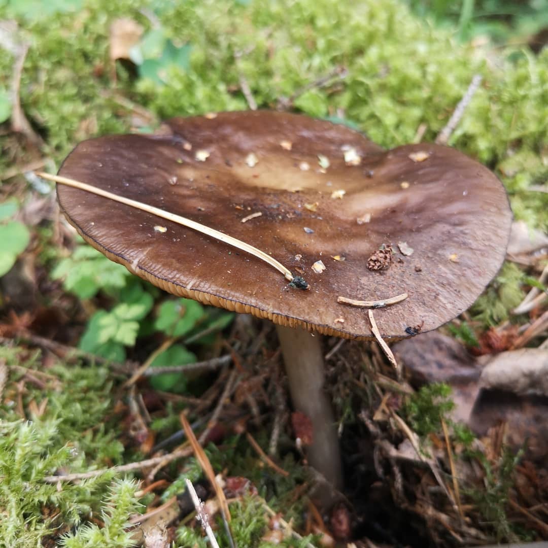 Плютей темнокрайний (Pluteus atromarginatus)