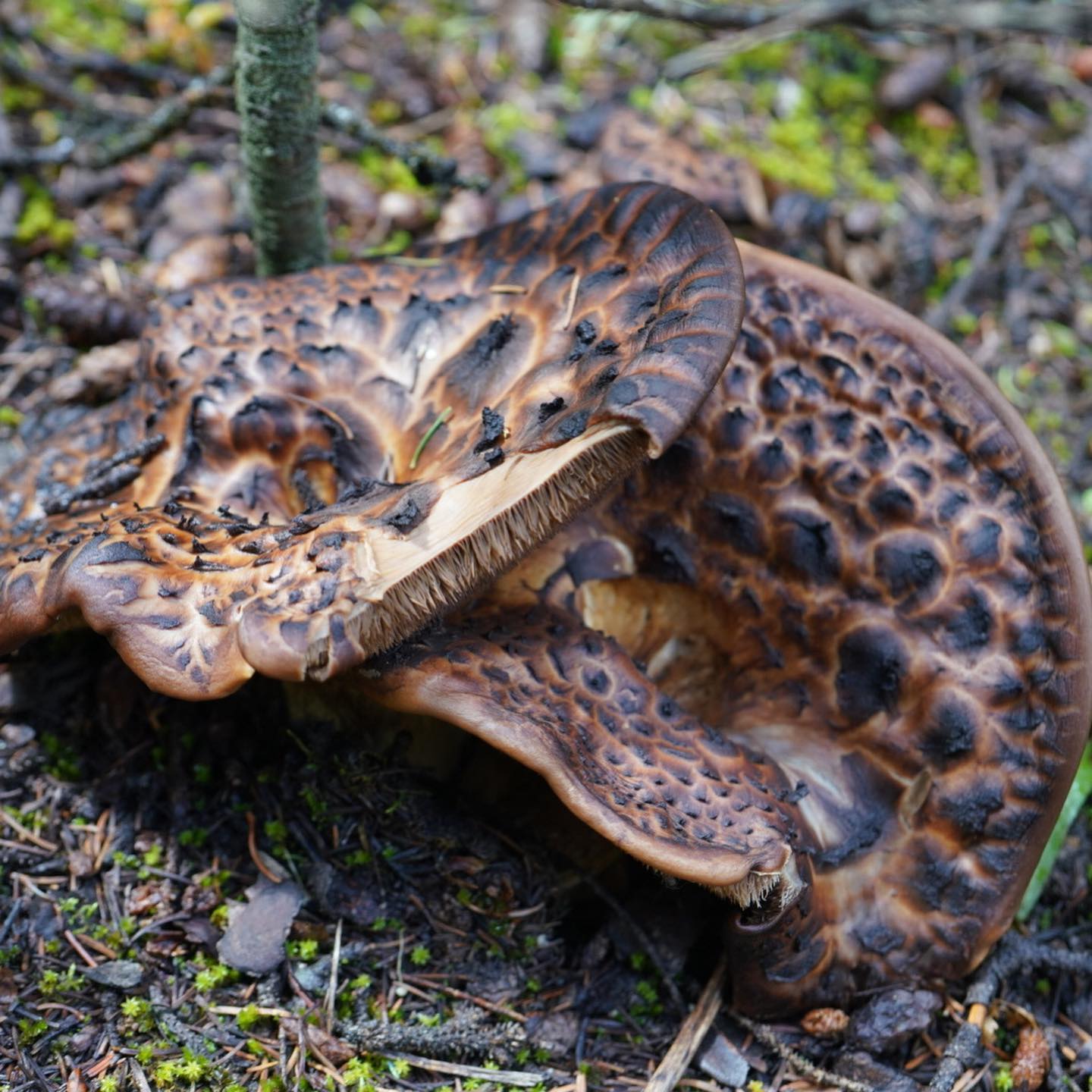 Ежовик пестрый (Sarcodon Imbricatus)
