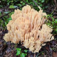 Рамария желтовато-коричневеющая (Ramaria flavobrunnescens)