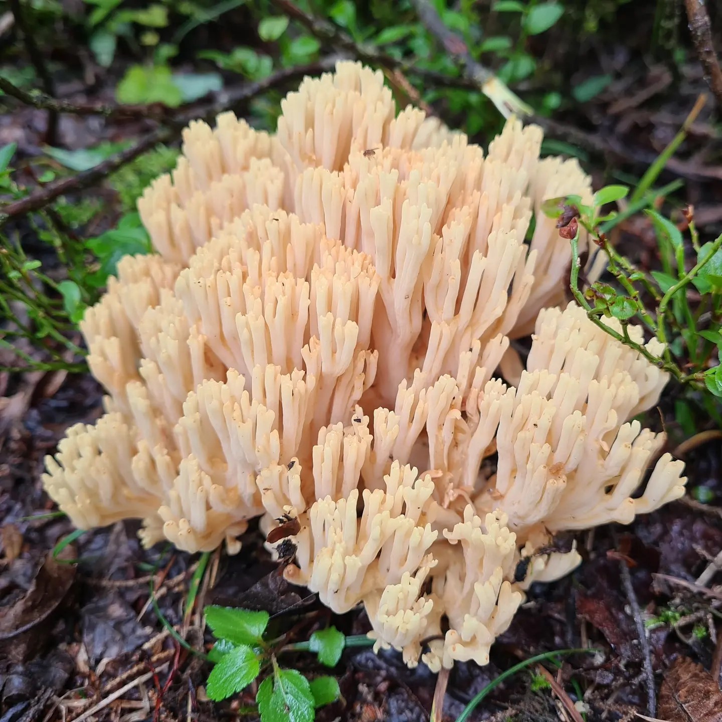 Рамария желтовато-коричневеющая (Ramaria flavobrunnescens)
