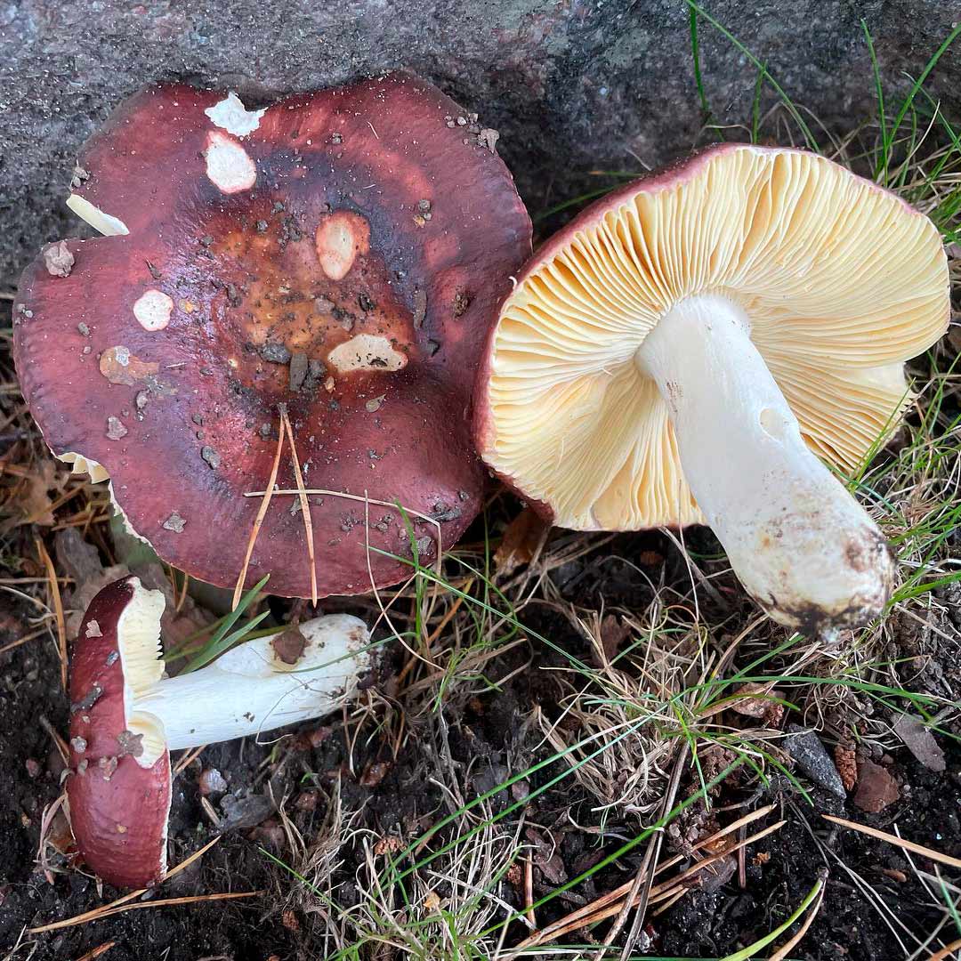 Сыроежка цельная (Russula integra)