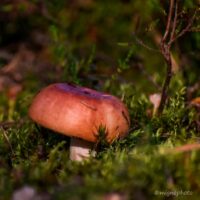 Сыроежка зелено-красная (Russula alutacea)
