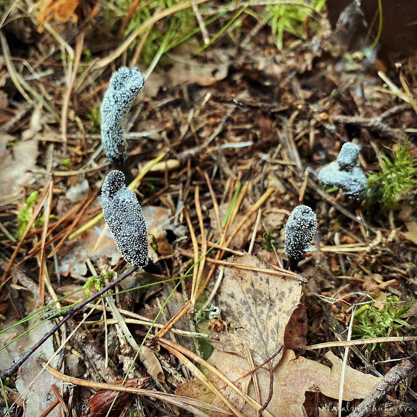 Кордицепс офиоглоссовидный (Cordyceps ophioglossoides)