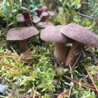 Млечник сосочковый (Lactarius mammosus)