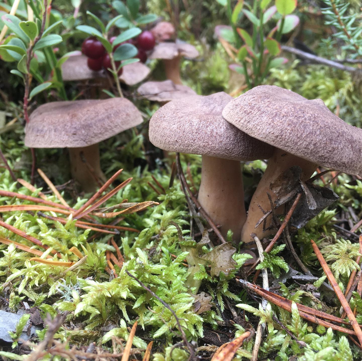 Млечник сосочковый (Lactarius mammosus)