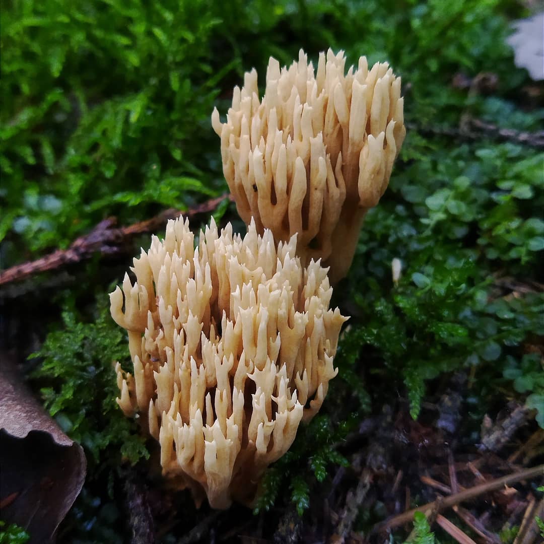 Рамария обыкновенная (Ramaria eumorpha)