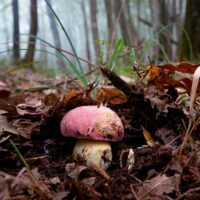 Боровик волчий (Rubroboletus lupinus)