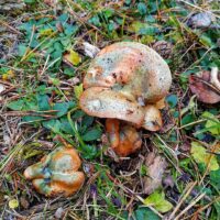 Рыжик полукрасный (Lactarius semisanguifluus)