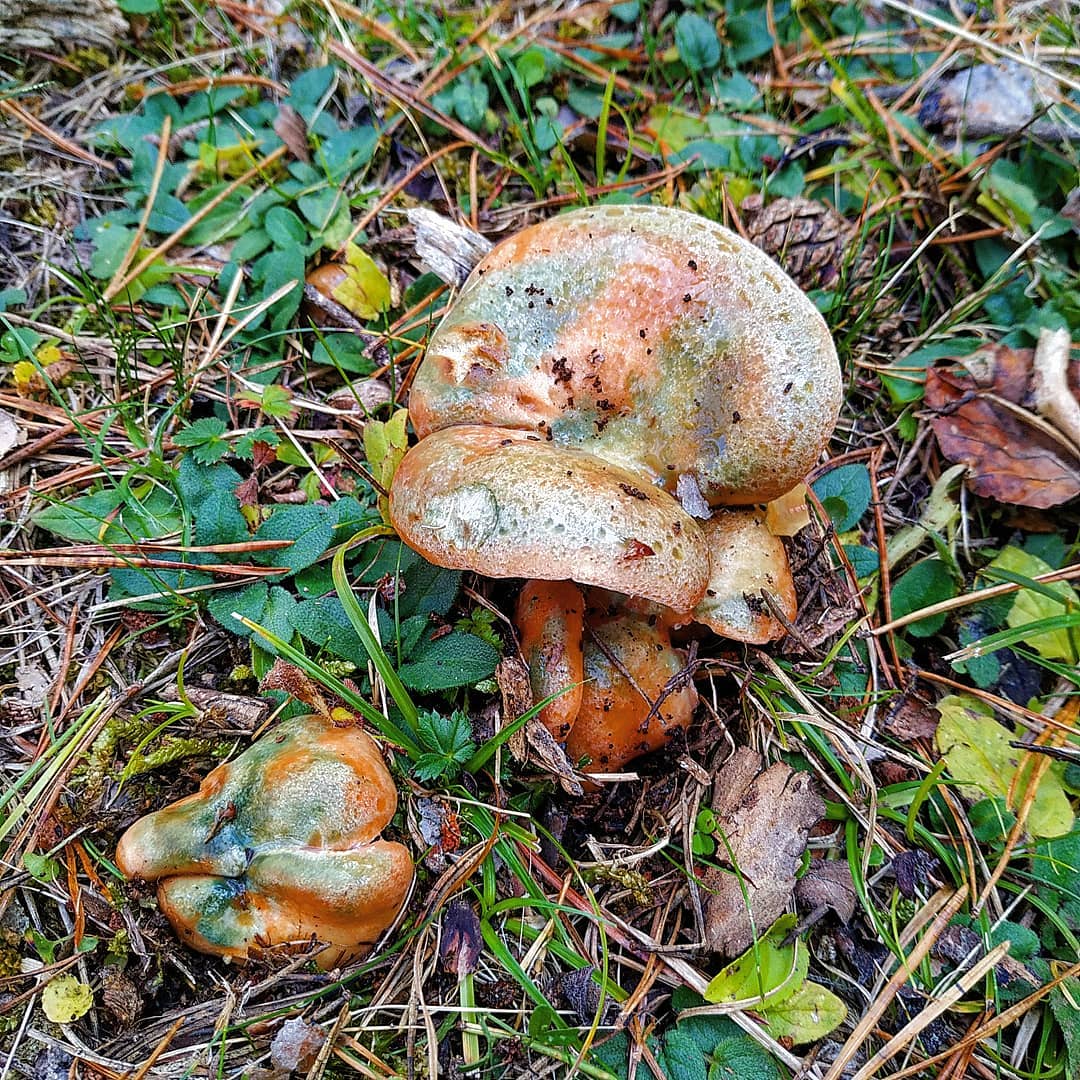 Рыжик полукрасный (Lactarius semisanguifluus)