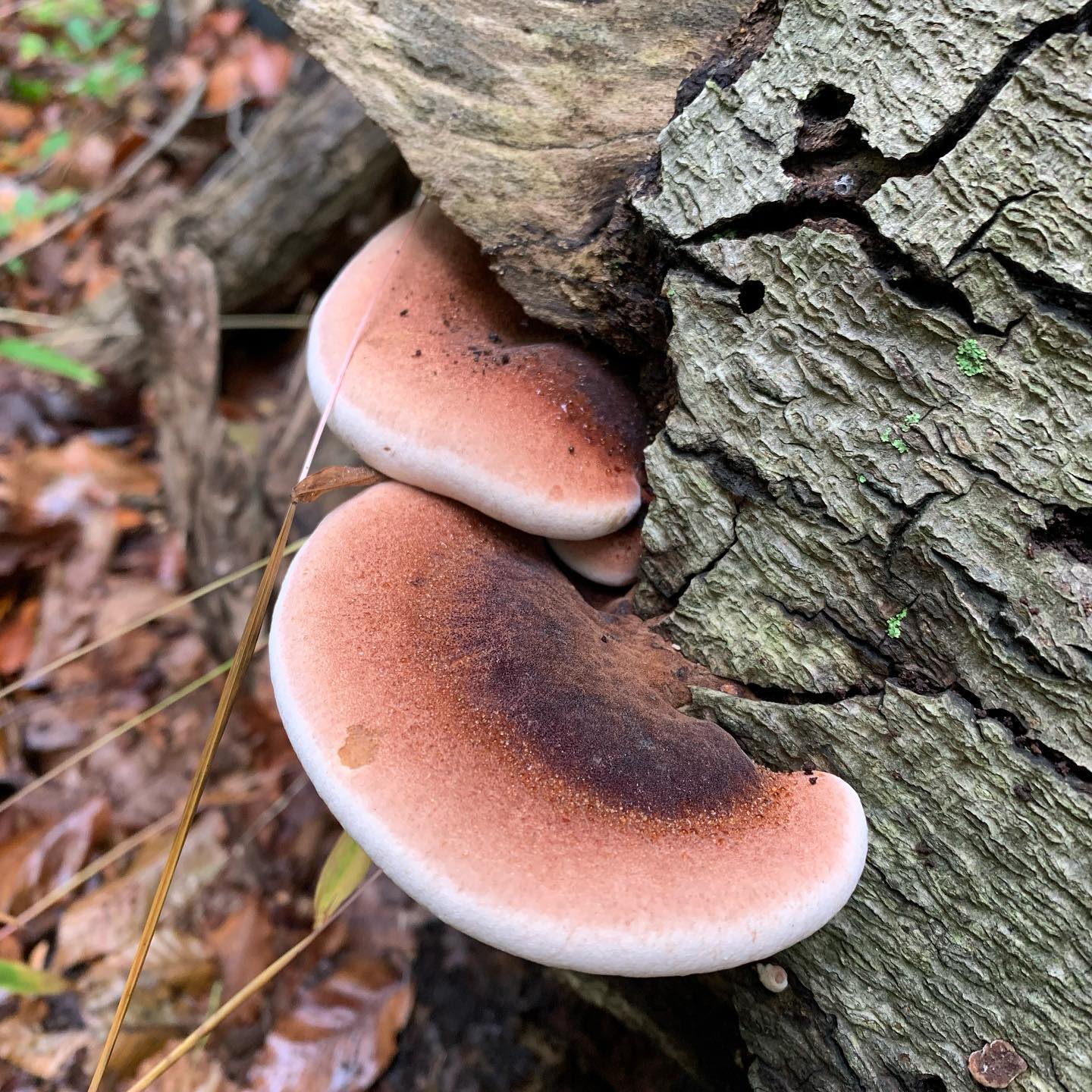 Ишнодерма смолистая (Ischnoderma resinosum) 