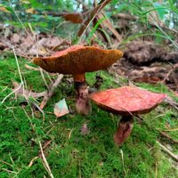 Масленок ложный (Boletinus paluster)