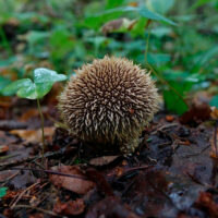 Дождевик ежовый (Lycoperdon echinatum)