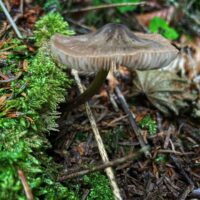 Энтолома собираемая (Entoloma conferendum)