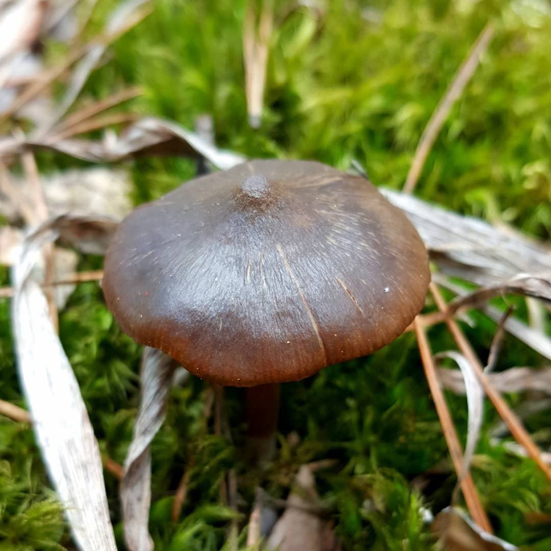 Энтолома весенняя (Entoloma vernum)