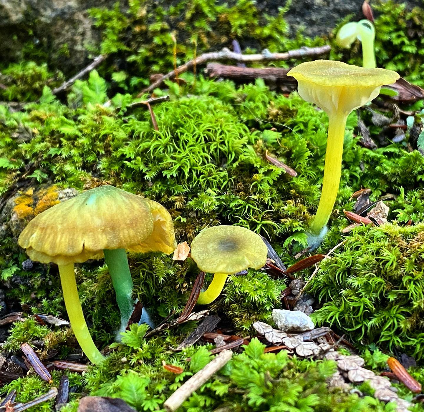 Энтолома седая (Entoloma incanum)