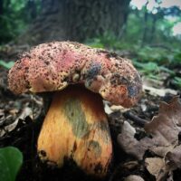 Боровик розово-пурпурный (Boletus rhodopurpureus)