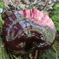 Ганодерма мясистая (Ganoderma carnosum)
