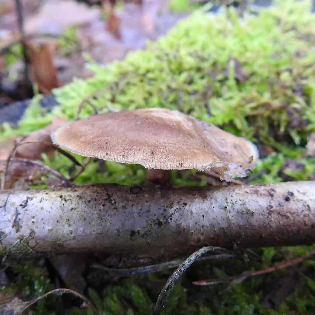 Трутовик майский (Lentinus substrictus)