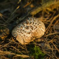 Ежовик пестрый (Sarcodon Imbricatus)