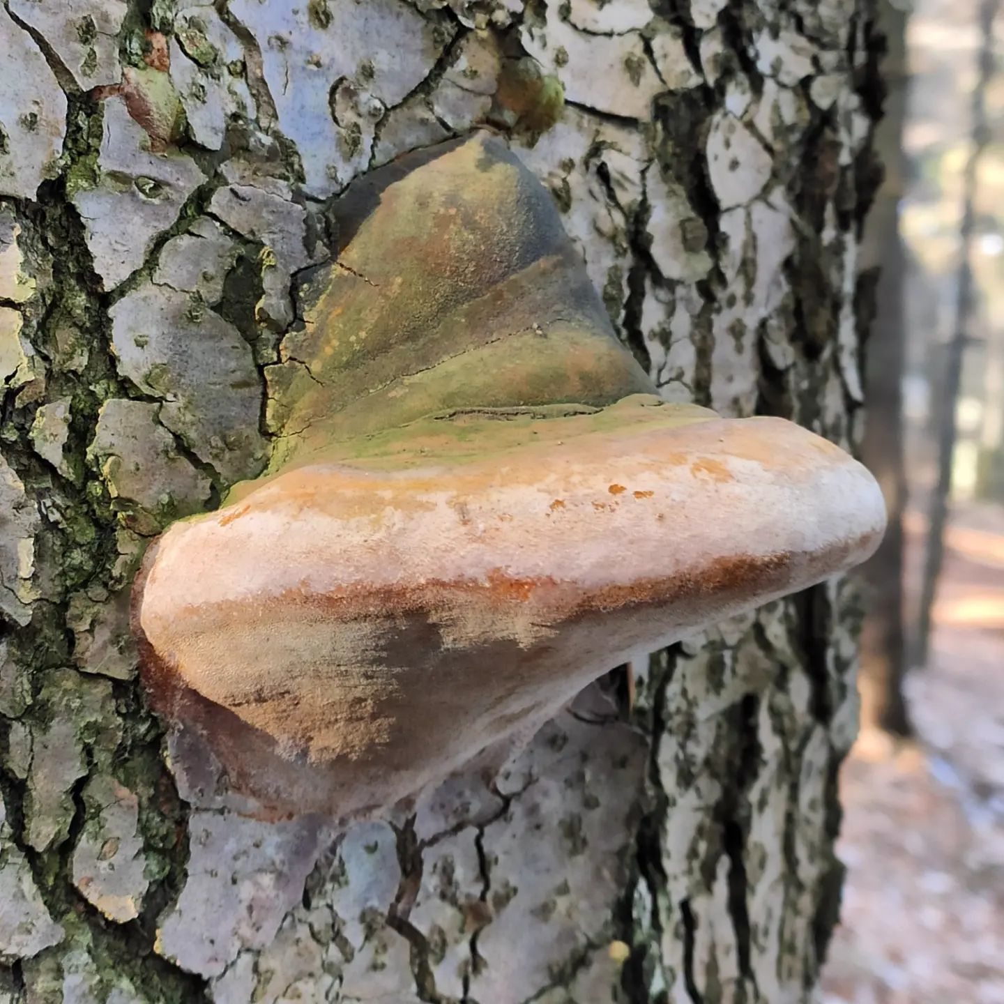 Трутовик гартига (Phellinus hartigii)