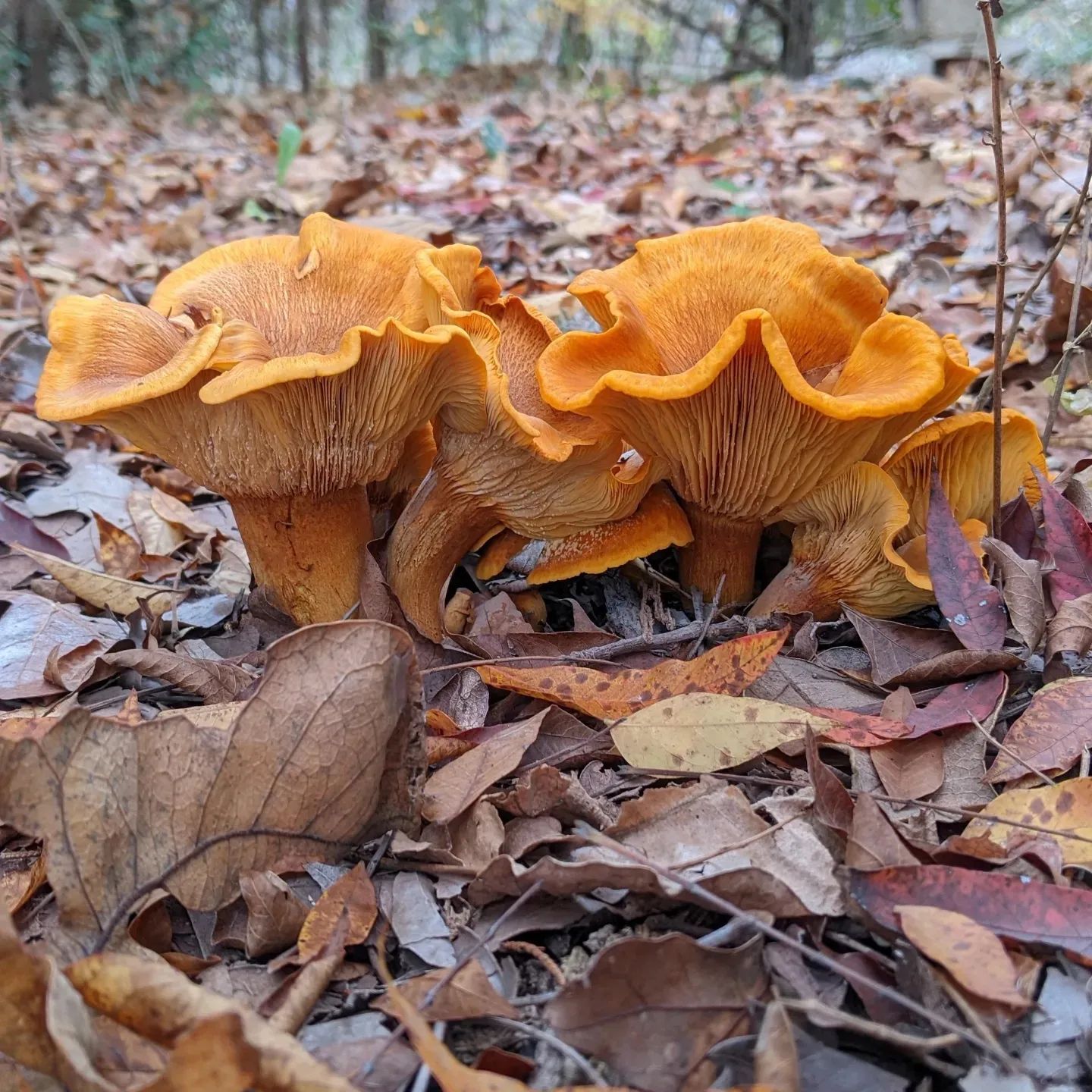 Omphalotus subilludens