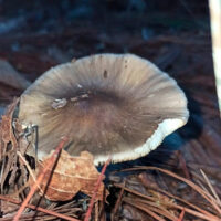 Сыроежка сероватая (Russula grisea)