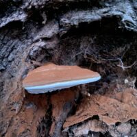 Трутовик южный (Ganoderma australe)