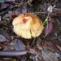 Волоконница трещиноватая (Inocybe rimosa)