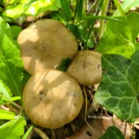Энтолома сепиум (Entoloma sepium)