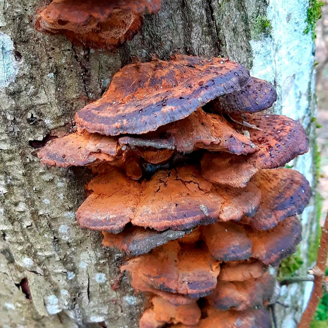 Трутовик лучистый (Xanthoporia radiata)