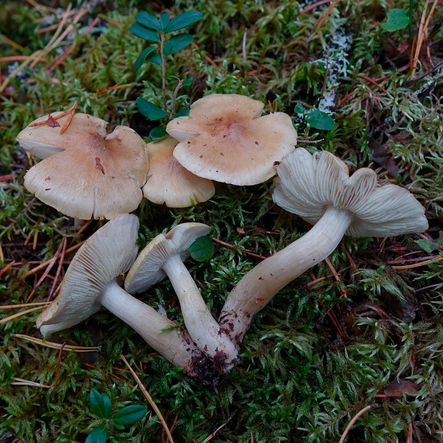 Рядовка еловая (Tricholoma aestuans)