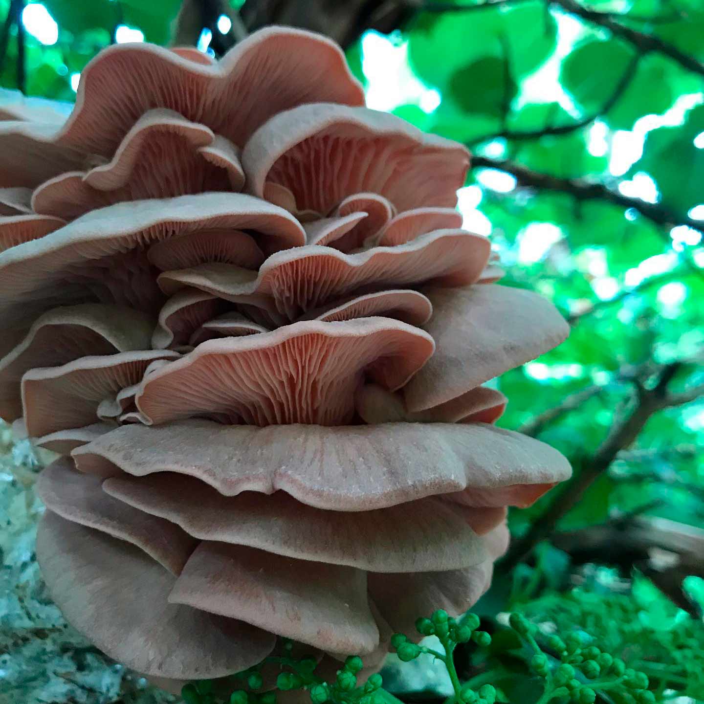 Вешенка розовая (Pleurotus djamor)