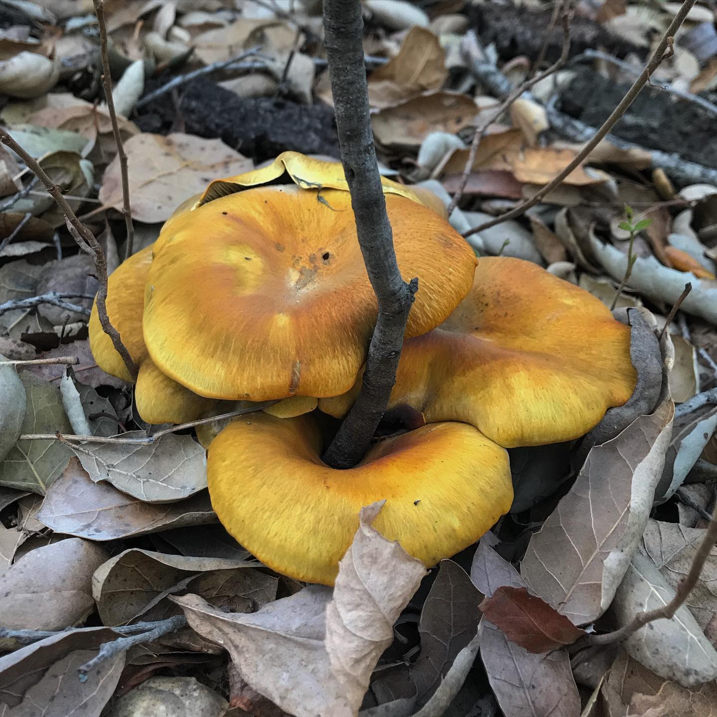 Омфалот оливковеющий (Omphalotus olivascens)