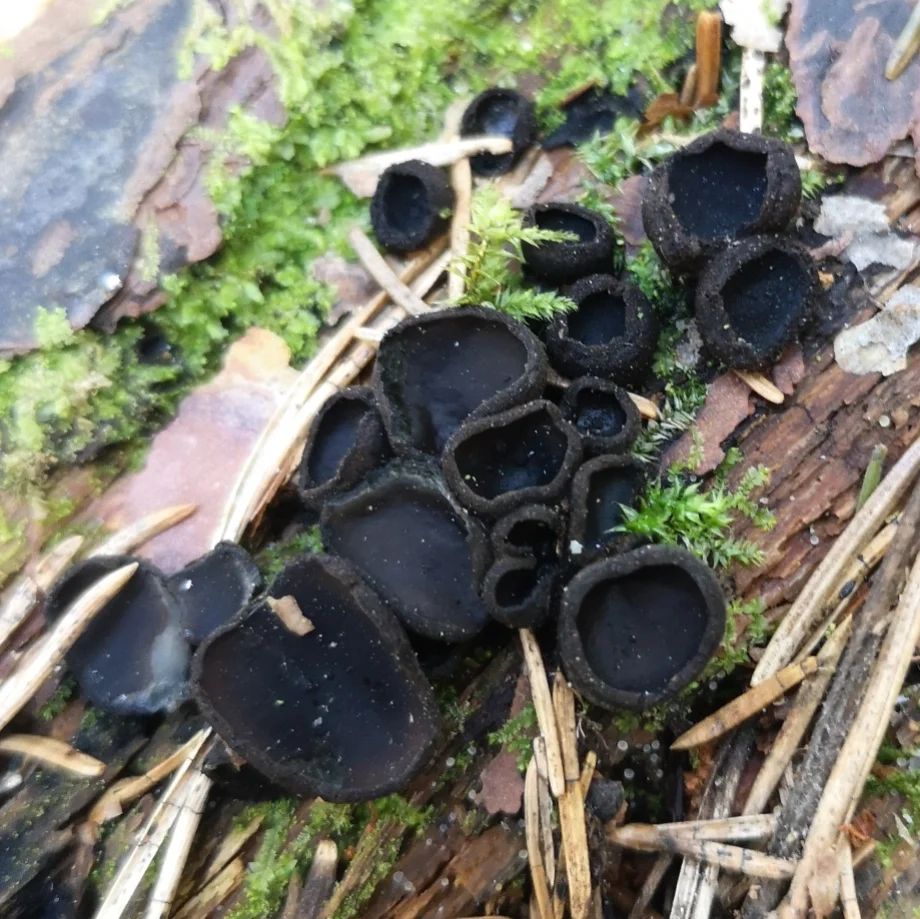 Псевдоплектания черноватая (Pseudoplectania nigrella)