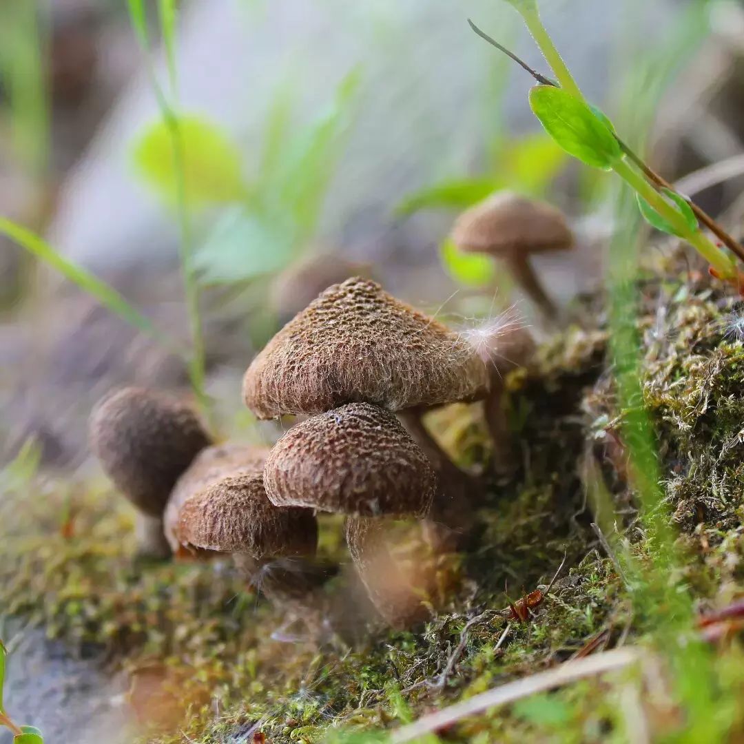 Волоконница разорванная (Inocybe lacera)