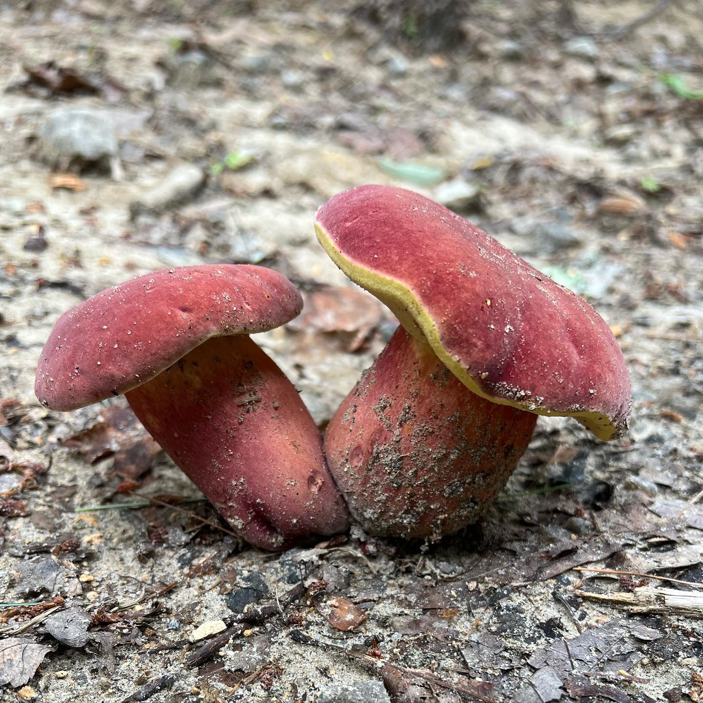 Боровик двуцветный (Boletus bicolor)