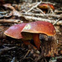 Боровик двуцветный (Boletus bicolor)