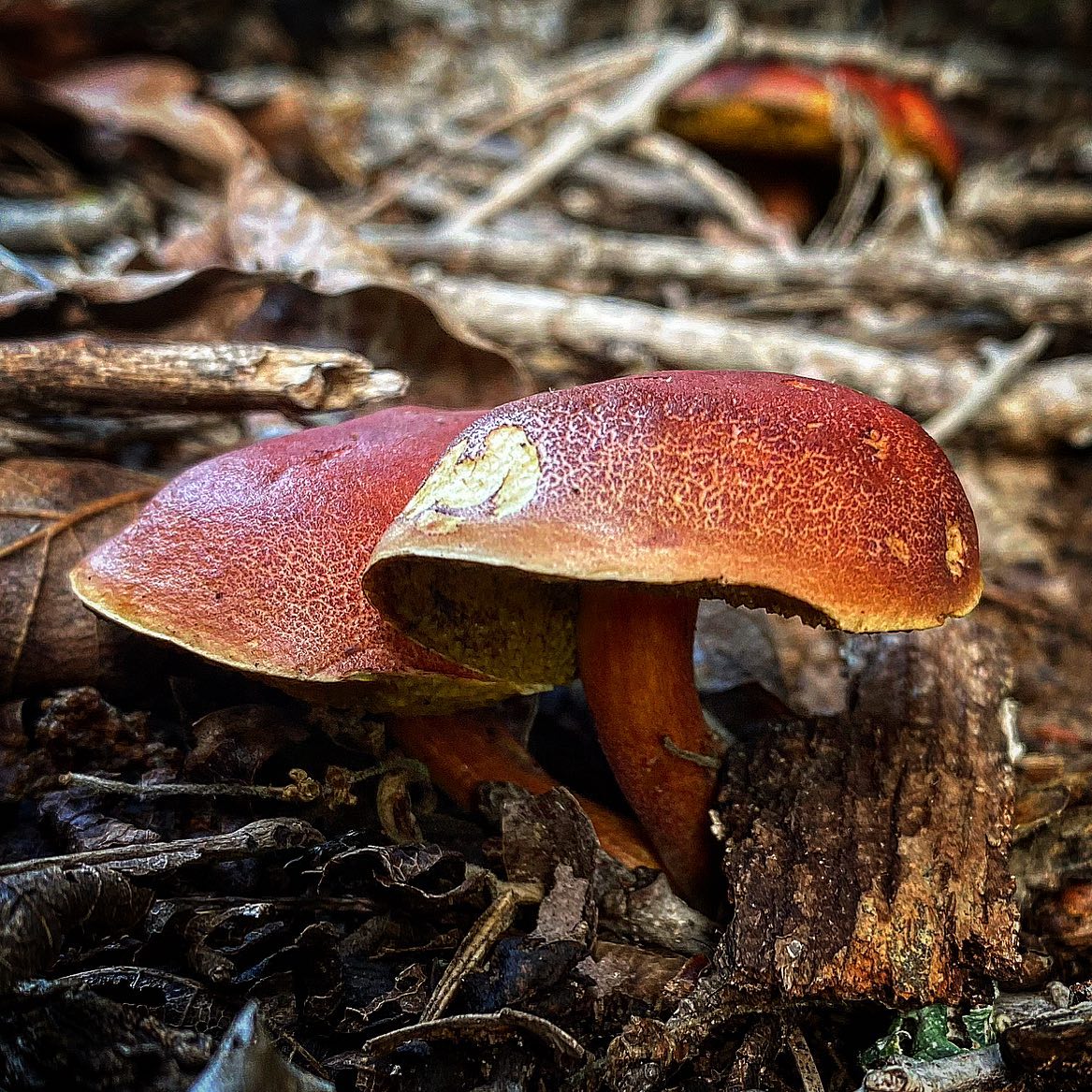Боровик двуцветный (Boletus bicolor)
