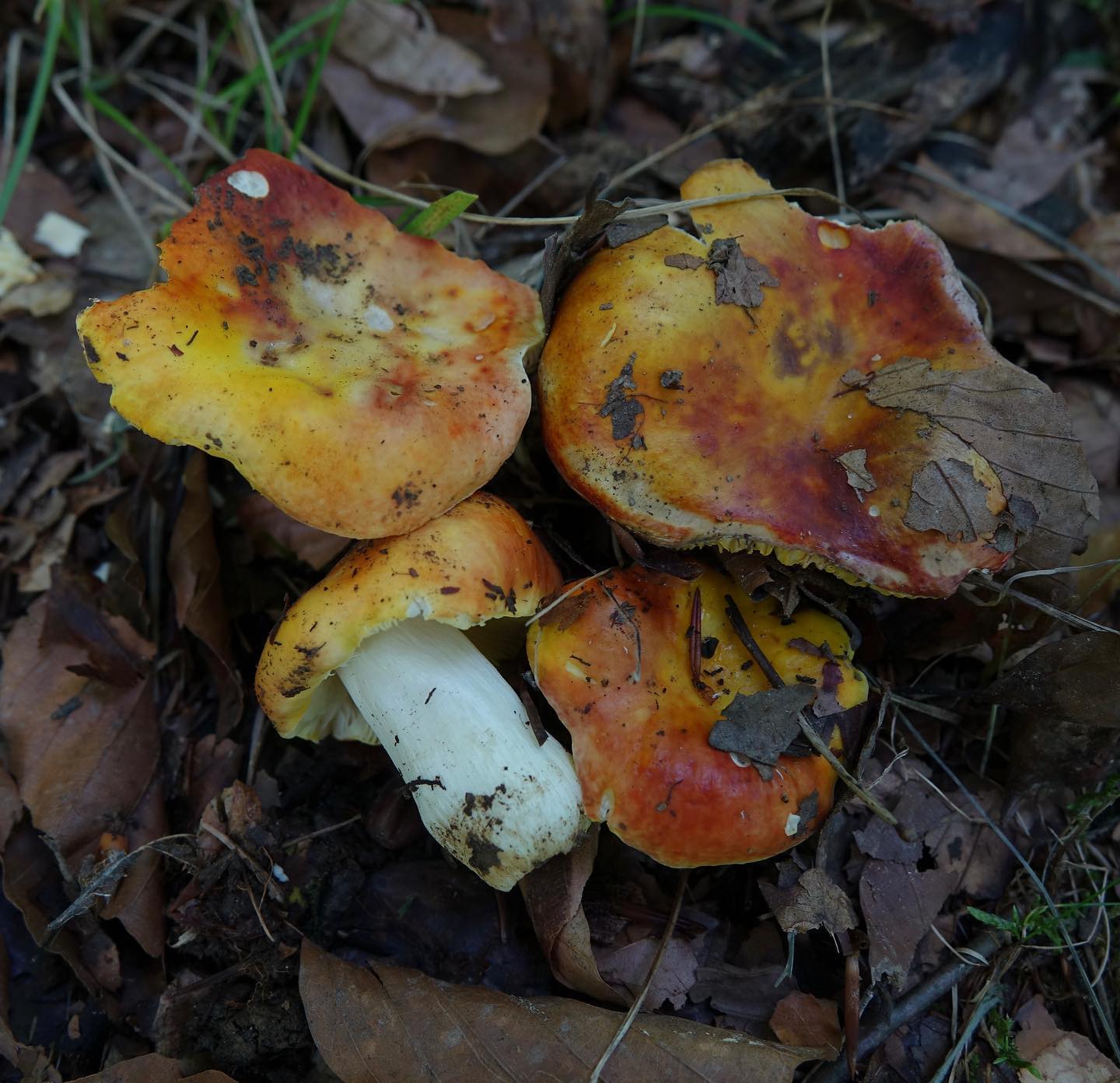 Сыроежка золотистая (Russula aurea)