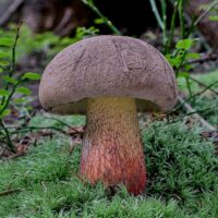 Болет красивоножковый (Caloboletus calopus)
