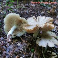 Энтолома продавленная (Entoloma rhodopolium)