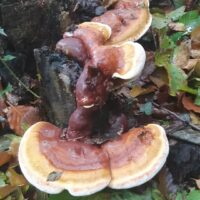 Ганодерма смолистая (Ganoderma resinaceum)