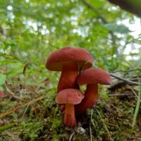 Боровик двуцветный (Boletus bicolor)