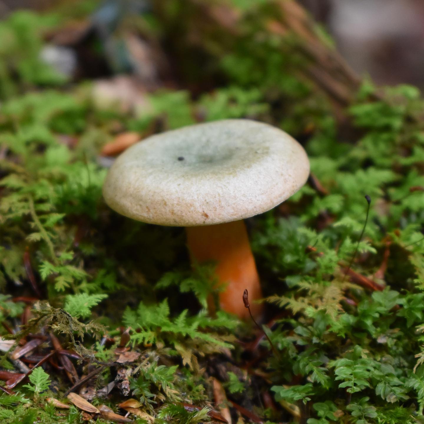 Рыжик финский (Lactarius fennoscandicus)