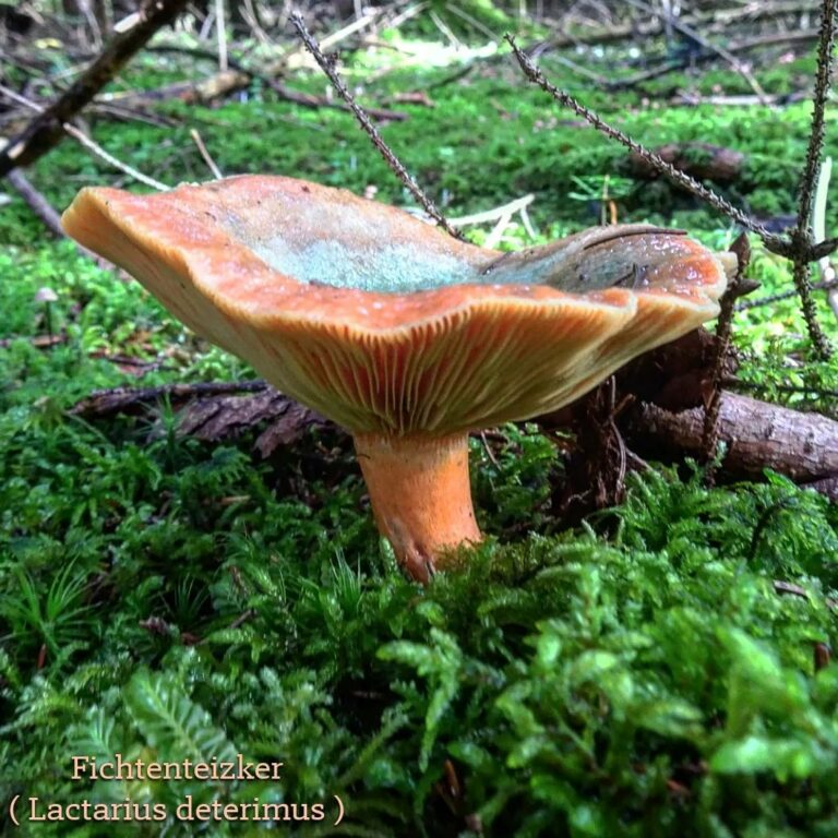 Рыжик еловый — Lactarius deterrimus