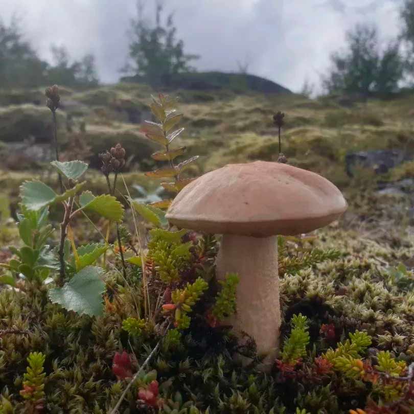 Подберезовик тундровый (Leccinum rotundifoliae)
