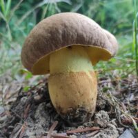 Боровик придаточковый (Butyriboletus appendiculatus)
